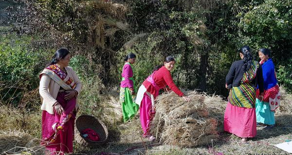 हिमालय की रक्षक: वनाग्नि और पर्यावरण संकट के खिलाफ उत्तराखंड के 'महिला मंगल दलों' का साहसिक मोर्चा